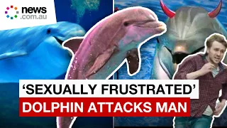 Disturbing of sex-crazed dolphin attack