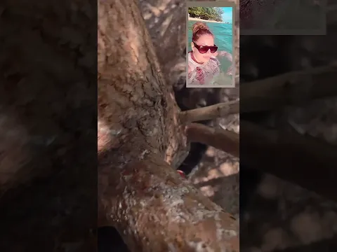 Isso sim é aventura com adrenalina #animals #animaisselvagens #wildlife #dangerousanimals #shorts