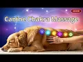 Canine Chakra Massage Gentle Touch for Deep Bonding Healing