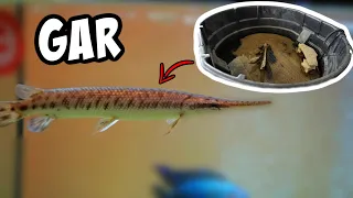 Moving My PET GAR Inside