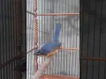 Download Lagu Jangan salah bakau pun bisa bongkar isian. Ini contoh tldekan bakau asli.