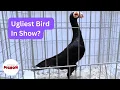 Ep 78 Novice Lessons Navigating Pigeon Auctions as a Beginner