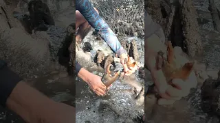 GIANT MUDCRAB! Barehanded Catch in Mangroves