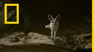 الموت قبل بزوغ الفجر التلال لها عيون ناشونال جيوغرافيك أبوظبي 