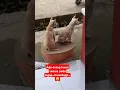 Download Lagu orang lewat pondok pada sigap semua.. #shorts #dog #cuteanimals