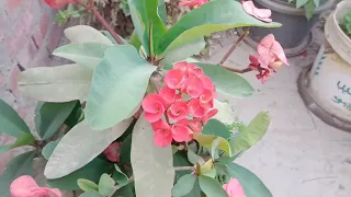 طريقة زراعة تاج الشوك ايفوربيا ميلي دندنها