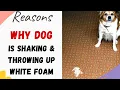Why is My Dog Shaking and Throwing Up White Foam Reasons Explained With Causes and Treatment
