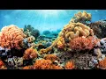 Indonesia's Extraordinarily Unique Coral Reefs | Equator
