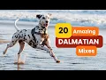 20 Amazing DALMATIAN Mixes That Will Steal Your Heart