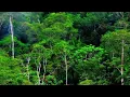 Download Lagu SUARA KEDALAMAN HUTAN KALIMANTAN TAHUN 80 an