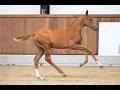 DEMICA VD BISSCHOP VF T L Demonic Z Kannan Foal Auction 111 - The EXCLUSIVE FILLY EDITION