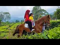 Download Lagu NAIK KUDA ISTIMEWA DI KEBUN TEH PUNCAK BOGOR - NAIK KUDA DELMAN ~ NAIK DELMAN ISTIMEWA DAN ABC SONG