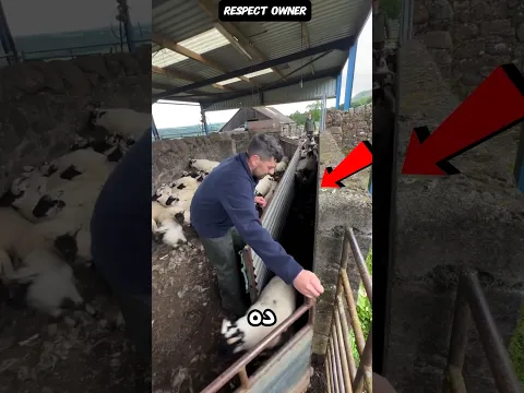 الخروف الصغير حاول يهرب و اتقفش!😱🐾