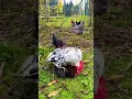 Download Lagu Love is everywhere! *how do chickens mate*