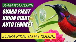 Download SUARA PIKAT KOLIBRI NINJA KONIN RIBUT PALING AMPUH JANTAN DAN BETINA JERNIH MP3