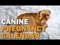 Canine Pregnancy Calendar CKC s Talkin Dogs List Show