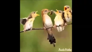 سلامي على طه 