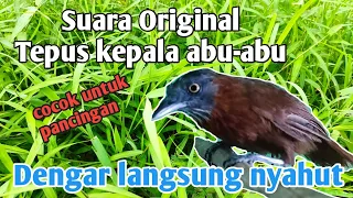 suara burung tepus kepala abu abu original