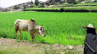 ايش دخلك تسال مني   اقوى مزمار يمني مبخوت   اسمع حصري دندنها