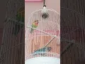 Lagu burung lovebird bisa di ajak ngomong