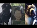 2 Pit Bull Great Dane Mixes Mauled a 6-Year-Old Boy to Death