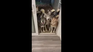 Huskies Being Called Individually By Their Names As They Go In One By One 