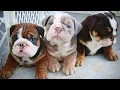 Funny and cute English bulldog puppies Compilation 04 Animal Lovers