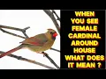 WHEN YOU SEE A FEMALE CARDINAL BIRD AROUND YOUR HOUSE WHAT DOES IT MEAN