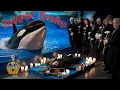 Download Lagu Orca Attack Caught on Camera at Live Show!