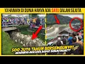 Download Lagu 10 HAIWAN DI DUNIA HANYA ADA SATU DALAM SEJUTA