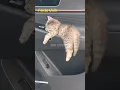 Download Lagu Kucing Ini Ngigau Lucu Banget😂 #foryou #shorts #viral #funny #fyp #viralvideo #kucing #faktaunik