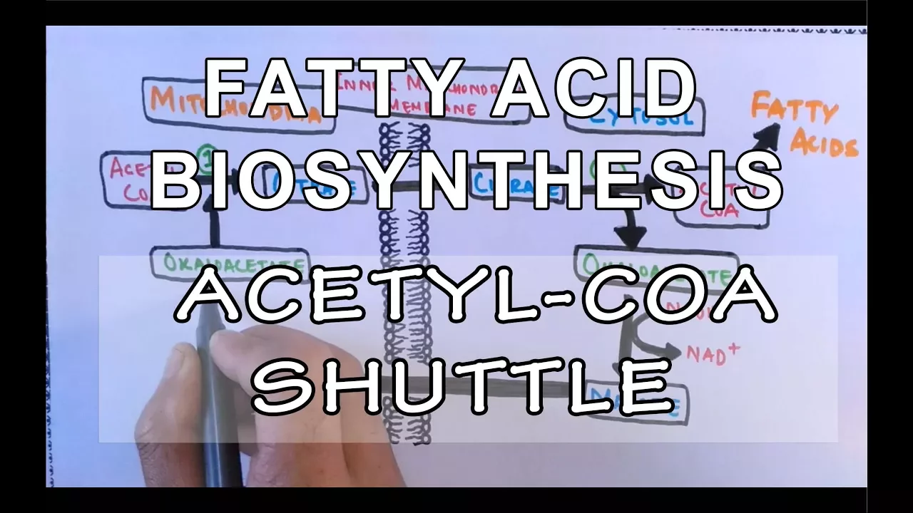 Acetyl COA Shuttle | Fatty Acid Biosynthesis | Part I