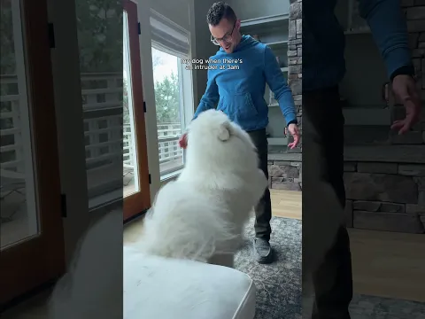 One of Boomer's most enduring qualities  🥺😭 #samoyed #hug