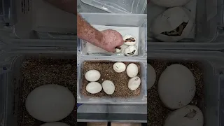 Egg cutting from cocoa chocolate firefly leopard enchi het clown to pastel clown