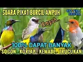 Download Lagu 100% ANTI ZONK! Suara pikat Sogon, Korlap, Kemade, Kombinasi Trucukan | Suara pikat burcil 2025