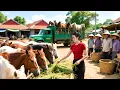 Download Lagu Buy 1000+ Horses and Transport 300km to Countryside Market for Sale | Farm Farm TV