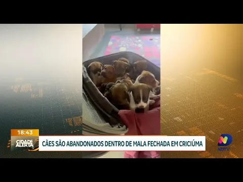 Filhotes de cães são abandonados dentro de mala em Criciúma