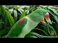 Alexandrine Parrot Natural Voice