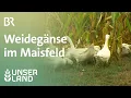 Download Lagu Weidegänse im Maisfeld (Re-Upload) | Unser Land | BR Fernsehen