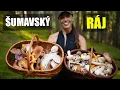 Download Lagu ŠUMAVSKÝ RÁJ - moje letní houbaření