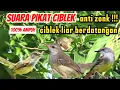 Download Lagu suara pikat burung ciblek ribut - Sangat ampuh ciblek liar langsung respon mengejar