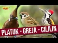 Download Lagu MASTERAN MURAI JUARA | KOMBINASI PLATUK BAWANG - GREJA TARUNG - CILILIN GACOR