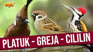 masteran murai juara kombinasi platuk bawang greja tarung cililin gacor