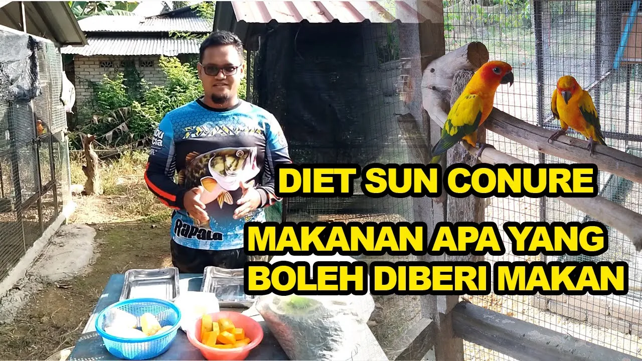 Pemakanan Sun Conure dan Makanan apa yang perlu diberi