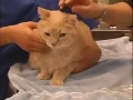Download Lagu How To Apply Soft Paws - LazyPaw Animal Hospitals