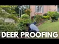 Do DEER eat hydrangeas The reliable EASY deer-PROOF compact BLOOMING shrub I m planting instead