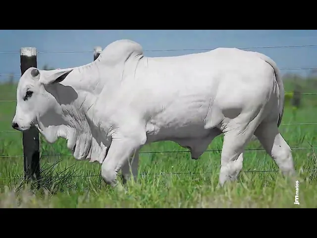 Garrote Nelore GLMP - 1722