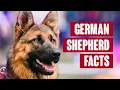 German Shepherd Everything You Need to Know