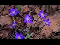 Dan Gibson’s Solitudes - Trillium Tranquility | Wildflowers