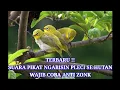 Download Lagu TERBARU !! SUARA PIKAT PLECI PALING AMPUH DI JAMIN ANTI ZONK